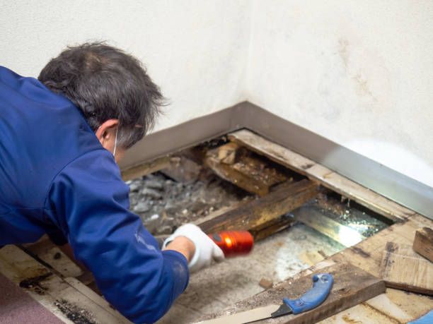 Best White Mold Remediation in Amherst, OH