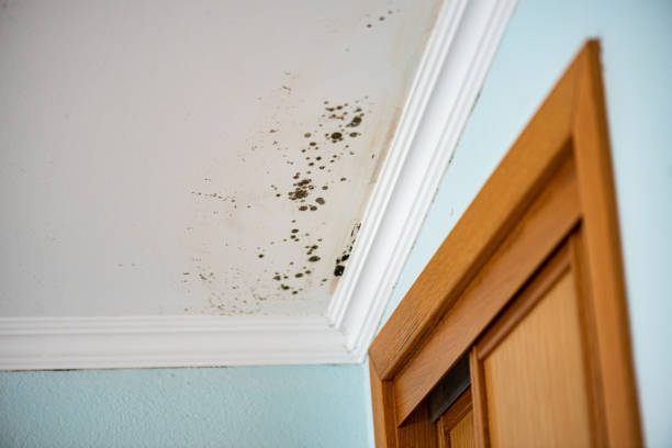 Professional Mold Remediation in Amherst, OH