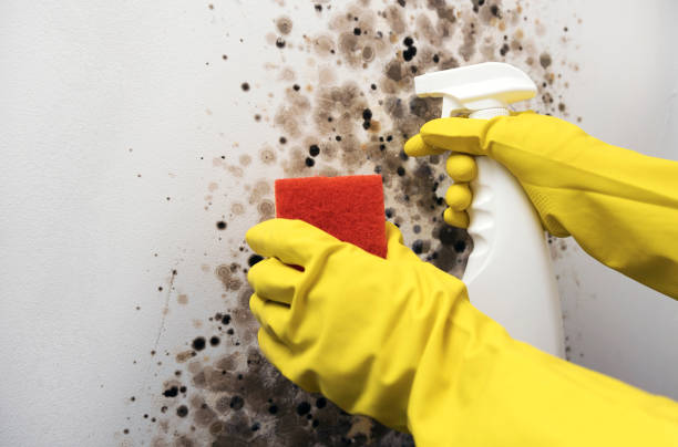 Best Mold Remediation for Schools in Amherst, OH